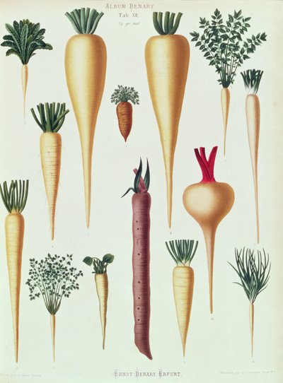 Turnips, Tab XII from the 